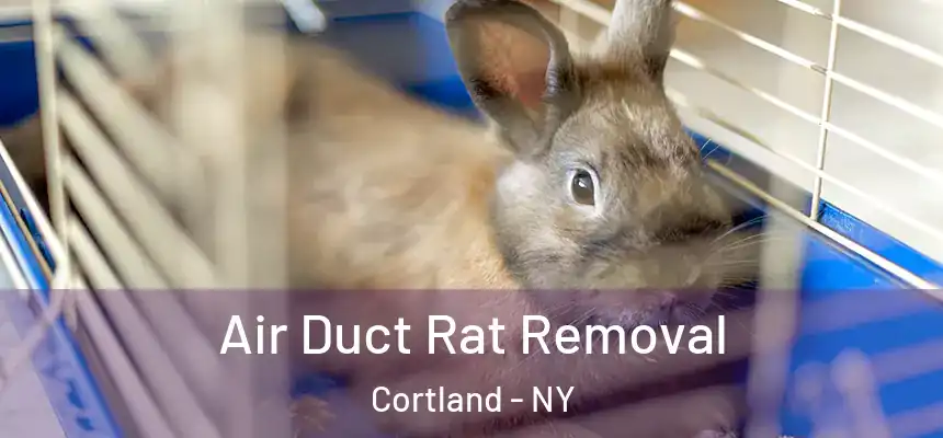  Air Duct Rat Removal Cortland - NY
